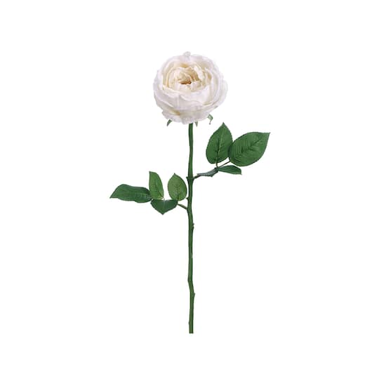 24 Pack: White Garden Cabbage Rose Stem